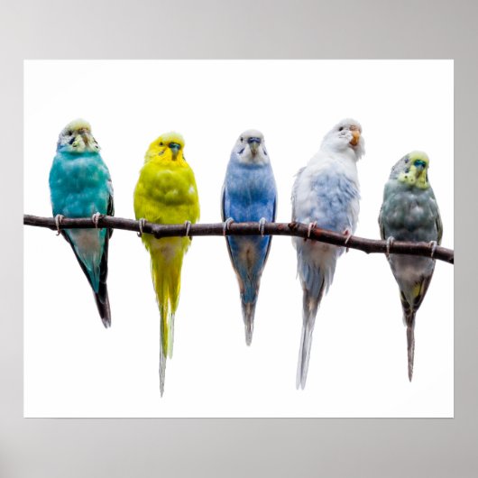 Poster Budgie Birds (Devant)