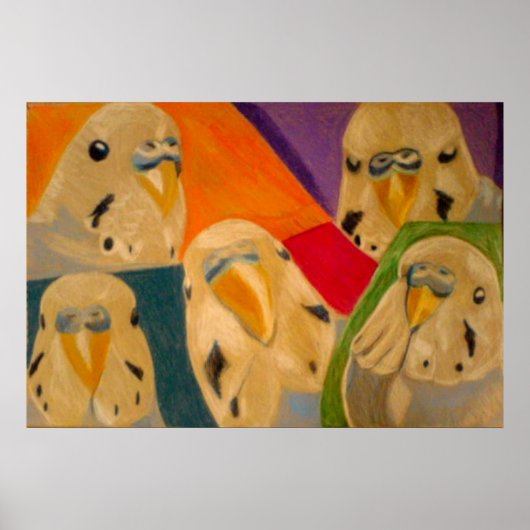 Poster Budgie Budgerigar (Voorkant)