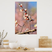 Poster Buds De Fleurs Japonaises D'Apricot (Cuisine)