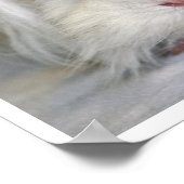 Poster Buf et blanc, Lunkarya, Guinée Pig Face (Coin)