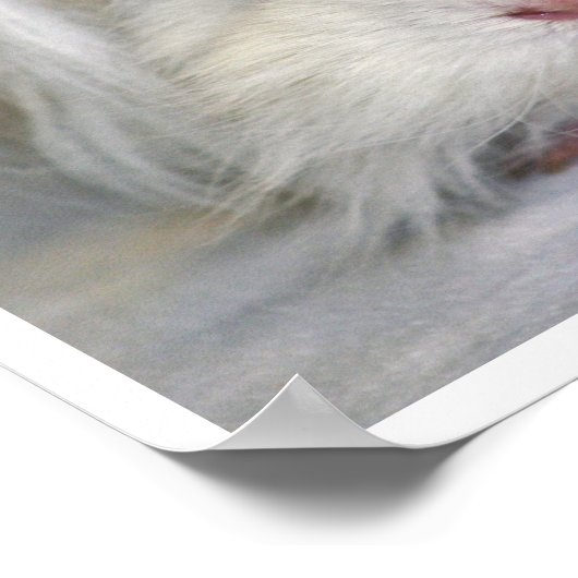 Poster Buf et blanc, Lunkarya, Guinée Pig Face (Coin)