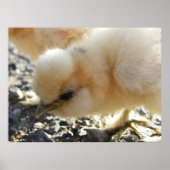 Poster Buff Silkie poulet (Devant)
