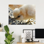 Poster Buff Silkie poulet (Bureau à domicile)