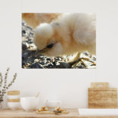 Poster Buff Silkie poulet (Cuisine)