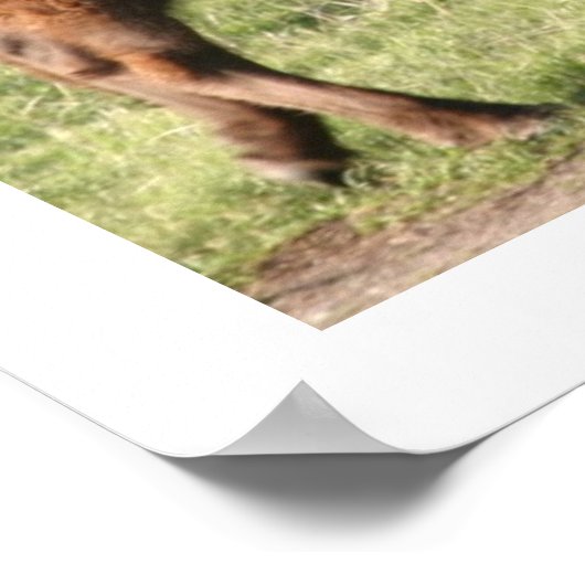 Poster Buffalo (Coin)