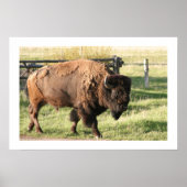 Poster Buffalo (Devant)