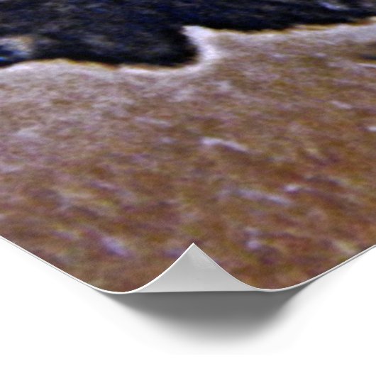 Poster Buffalo (Coin)