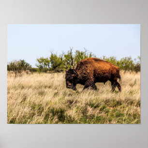 Poster Buffalo