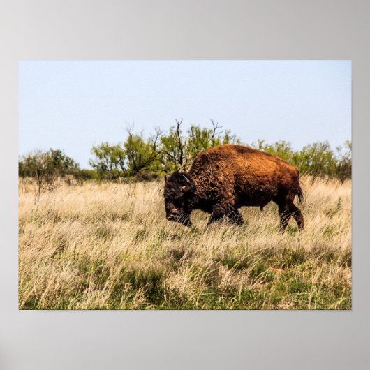 Poster Buffalo (Devant)