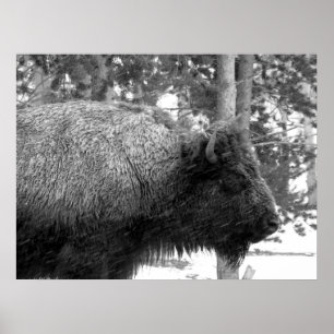 Poster Buffalo at Yellowstone National Park