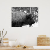 Poster Buffalo dans le parc national Yellowstone (Cuisine)