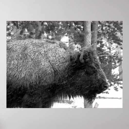 Poster Buffalo dans le parc national Yellowstone (Devant)