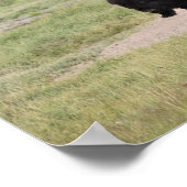 Poster Buffalo en mouvement, Photographie (Coin)