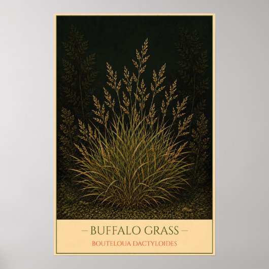 Poster Buffalo Grass (Devant)