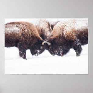 Poster Buffaloes Jouer-Combattre