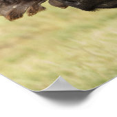 Poster Buffle africain, caffer de Syncerus, debout (Coin)