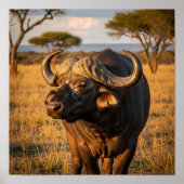 Poster Buffle d'Afrique (Devant)