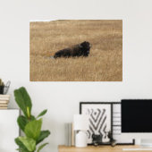 Poster Buffle de repos (Bureau à domicile)