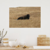 Poster Buffle de repos (Cuisine)