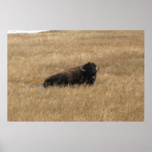Poster Buffle de repos