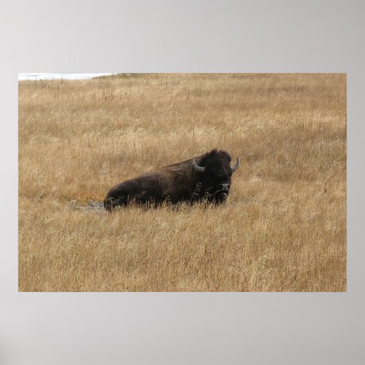 Poster Buffle de repos (Devant)