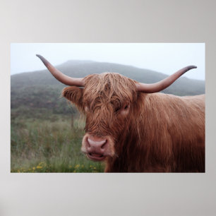 Poster Buffle d'eau Brown en Duirinish, Royaume-Uni