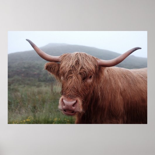 Poster Buffle d'eau Brown en Duirinish, Royaume-Uni (Devant)