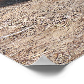 Poster Buffle d'eau domestique asiatique (Coin)