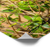 Poster Buffle d'eau folle (Coin)