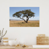 Poster Buffle sous l'acacia (Cuisine)