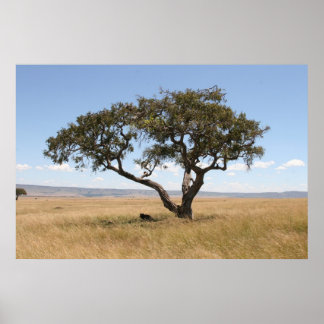Poster Buffle sous l'acacia
