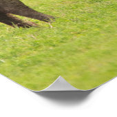 Poster buffles africains (Coin)