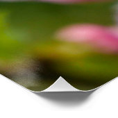 Poster Bufs en fleurs de cerisier rose (Coin)