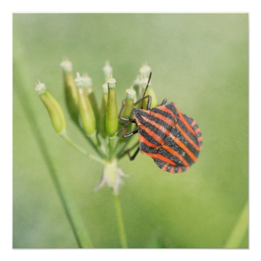 Poster Bug rouge - Une Bouteille supplémentaire ne fait p (Devant)