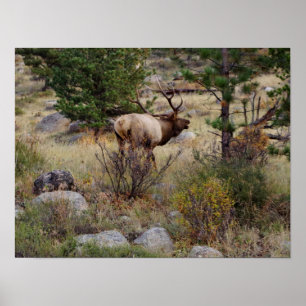 Poster Buglage d'élans dans le parc national des Rocheuse