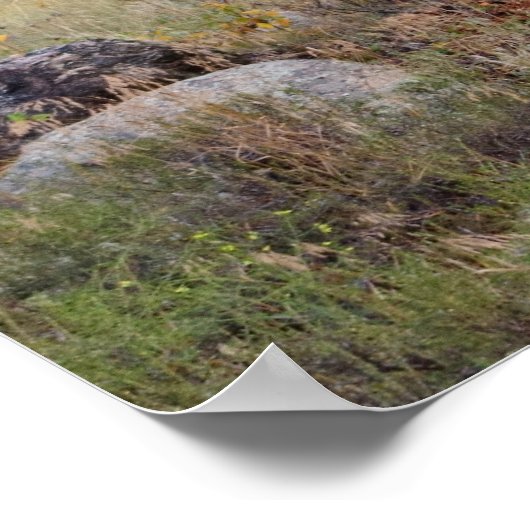Poster Buglage d'élans dans le parc national des Rocheuse (Coin)