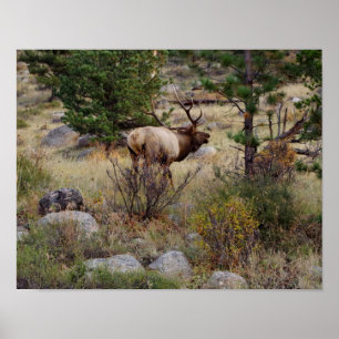 Poster Buglage d'élans dans le parc national des Rocheuse