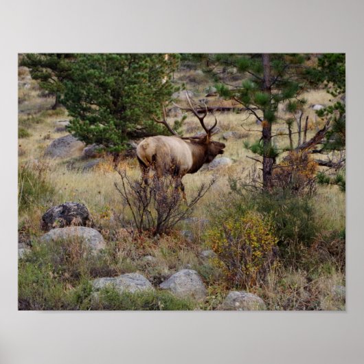 Poster Buglage d'élans dans le parc national des Rocheuse (Devant)