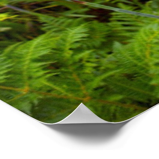 Poster Bugle Lily (Watsonia) Fleur, Cap Est (Coin)