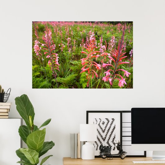 Poster Bugle Lily (Watsonia) Fleur, Cap Est (Bureau à domicile)