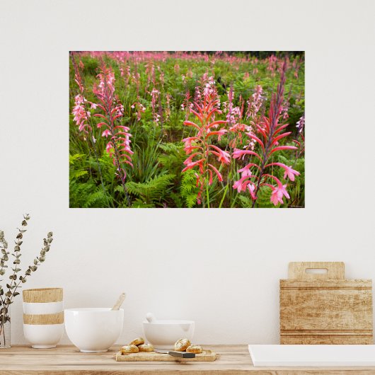 Poster Bugle Lily (Watsonia) Fleur, Cap Est (Cuisine)