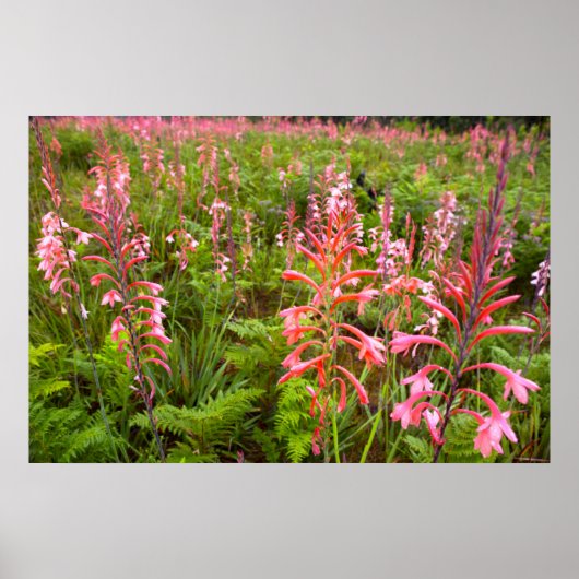 Poster Bugle Lily (Watsonia) Fleur, Cap Est (Devant)