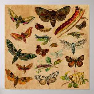 Poster Bugs & Butterfly Antique Collection