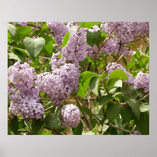 Poster Buisson de lilas belles fleurs violettes de printe