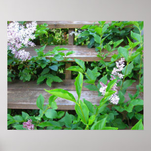 Poster Buisson de lilas, fleurs poussant à travers de vie