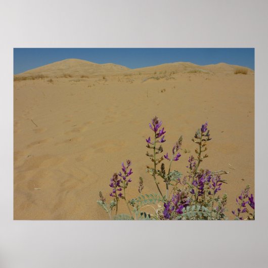 Poster Buisson d'indigo du Mojave et dunes de Kelso (Devant)