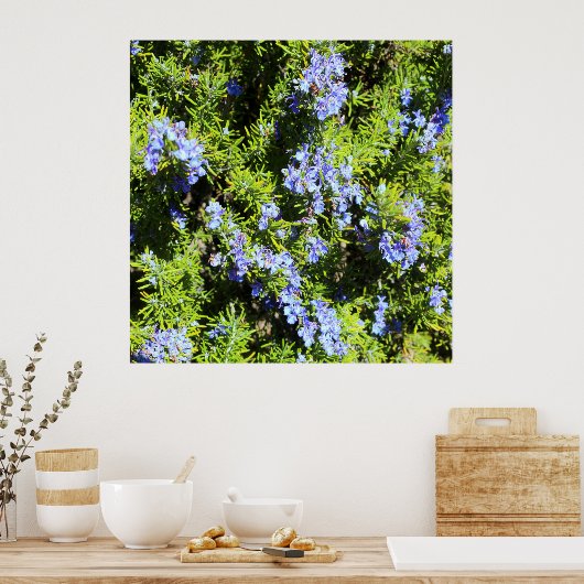 Poster buisson romarin à fleurs (Cuisine)