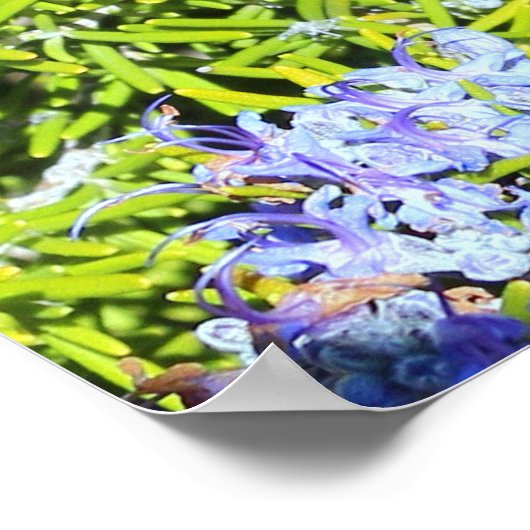 Poster buisson romarin à fleurs (Coin)