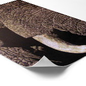 Poster Bull Elephant (Coin)