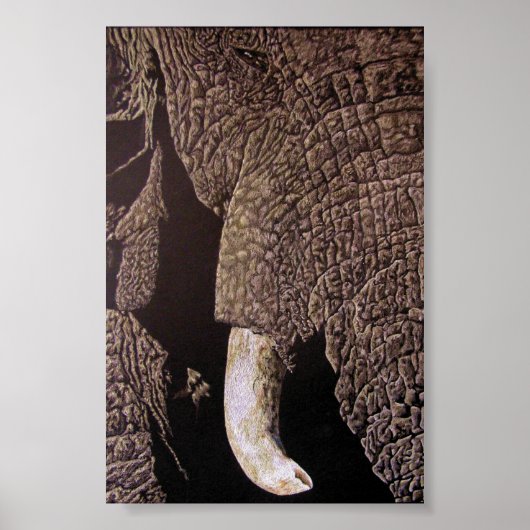 Poster Bull Elephant (Devant)